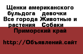 Щенки американского бульдога ( девочки) - Все города Животные и растения » Собаки   . Приморский край